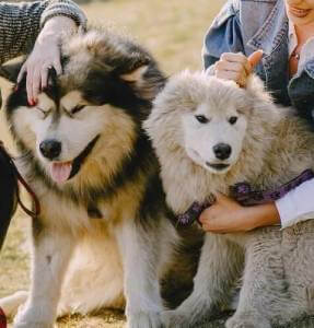 Shenzhen ZeBounty Pet Hygiene Technology Co.,Ltd.